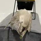 انثى روز اليفه داخل القفص وخارجه ومنتجه