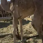 بكره بلدي فل