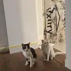 قطط للتبني