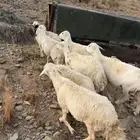 ضان للبيع
