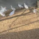 فزنت رومي حبشي دجاج