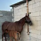 عندي خيل للبيع فرس معها مهرتها شعبيه ومهر عمره سنتين