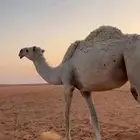 للبيع جذعه