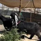 معزا عوارض دفيع طيبة