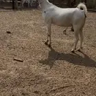 عنز بيشيه للبيع