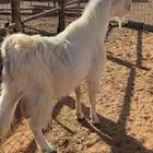 تيس شامي خصم