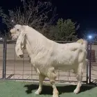 تيس فحل مطور خصم