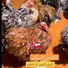 كوشن امريكي دجاج نوادر