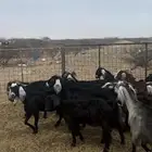 معزا طيبة