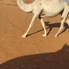 لقحه وضحا كفووو