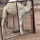 بكار مخاليل للبيع