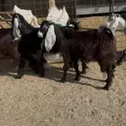 تيوس مخاصي