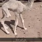 ضيار للبيع طراح