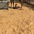 للبيع خلفه معها حواره كفوو غرنوقيه