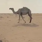 ضروبه كفو وضحا ماسيمت
