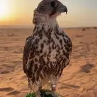 حر ايراني
