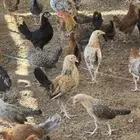 للبيع دجاج رومي ودجاج حبشي وصوص بلدي