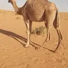 ضريبه للبيع