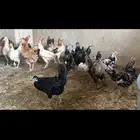 دجاج بياض