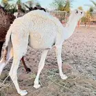للبيع قعود عمره 6 شهور
