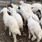 طليان ورخال حلال مراحنا مطعمة دموي معوي وجدري