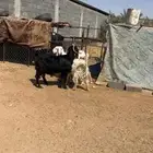 معزا مشاريك