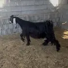 عنز عارضيه حليب وافر رباع جرم العنز تم البيع