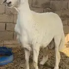 مشروع فحل