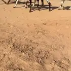 جفار هولنديات