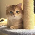 برتش بيور للبيع