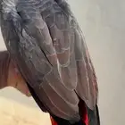فرخ كاسكو انتاج محلي طفره احمر