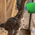 شامو الماني