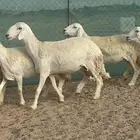 غنم حرية رخال مراح واحد 52 راس