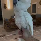 للبيع كوكاتو امبريلا اليف وهدد