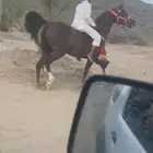 فرس
