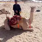 رحول كفو