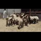 جذعات نعيم صنف .
