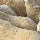 سواكني ابيض ذبايح كامله وارباع وانصاص حنذي ولحم ني