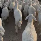 رخال جذاعات مقاني غنم مراح واحد