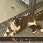 قط للتبني