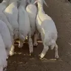 هرافا حري