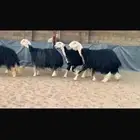 عرض بيع شياه فاخره