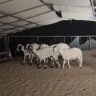 5 ضان صفر حلس كفو للبيع