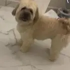 كلب للبيع