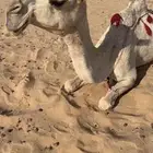 ناقه عشراء شقحاء كفو