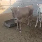 عجلات اعمارهم سنه وتزيد شويه