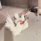 دجاج جبانيز مسحب مستوى فاخر