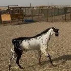 جده طريق الغولاء