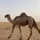 ابل ناقه