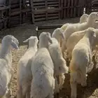 بهم حري كفو